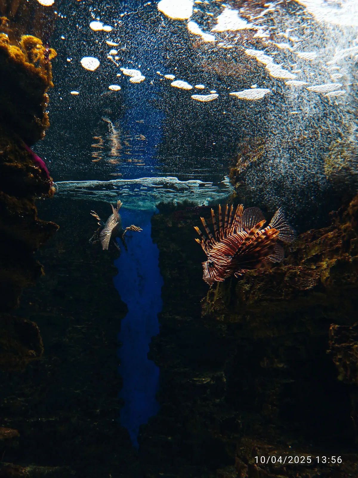 Cretaquarium