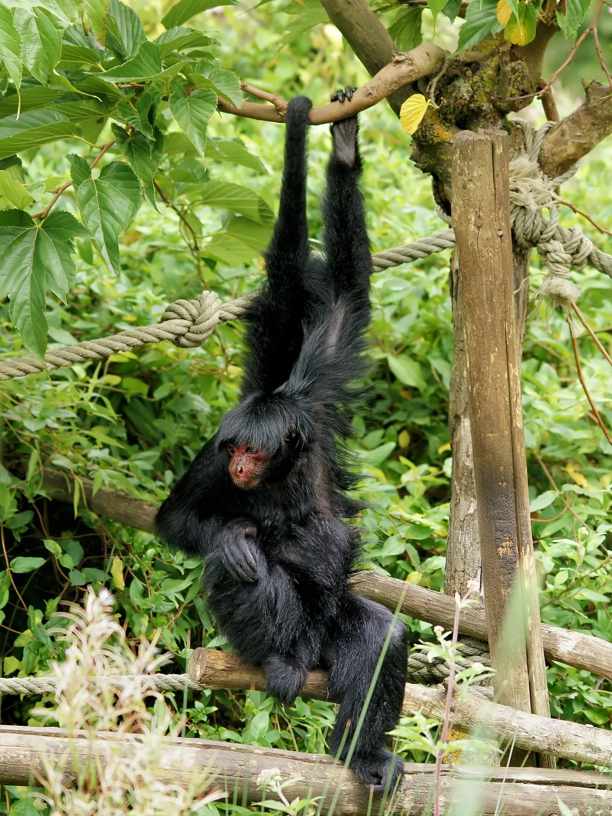 La Vallée des Singes