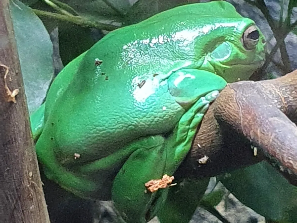 Sydney Zoo