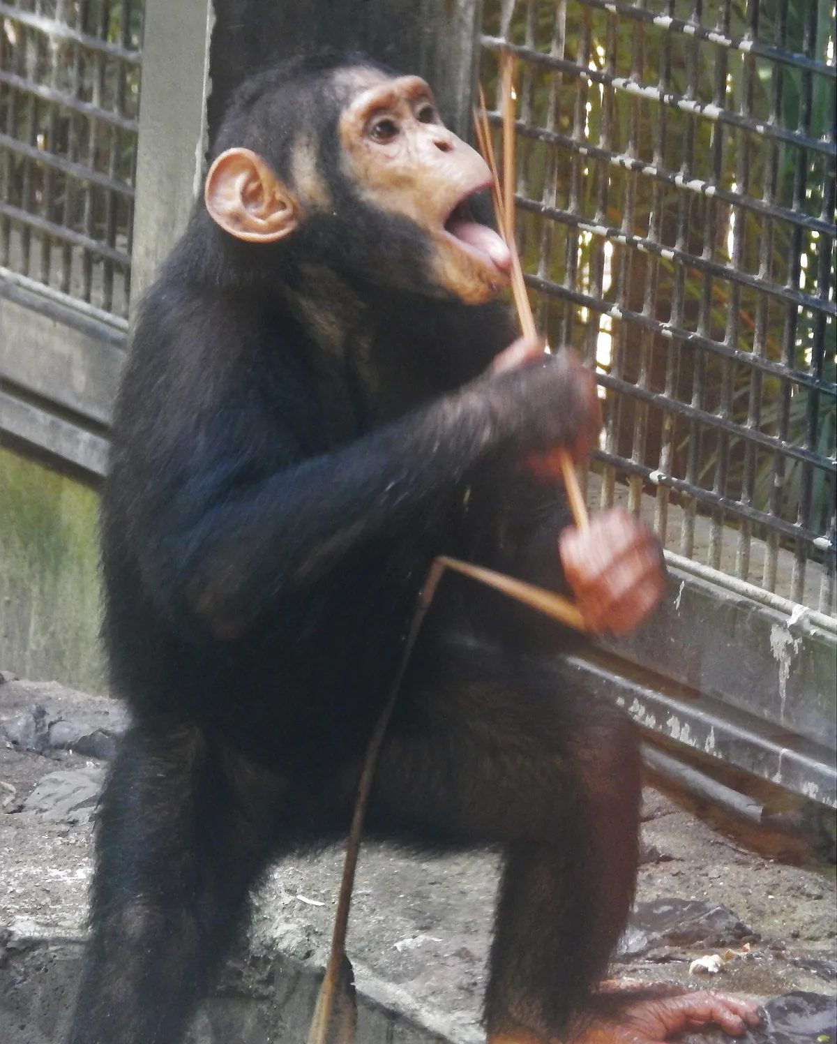 Rockhampton Zoo