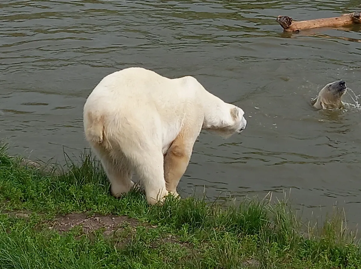 Skandinavisk Dyrepark
