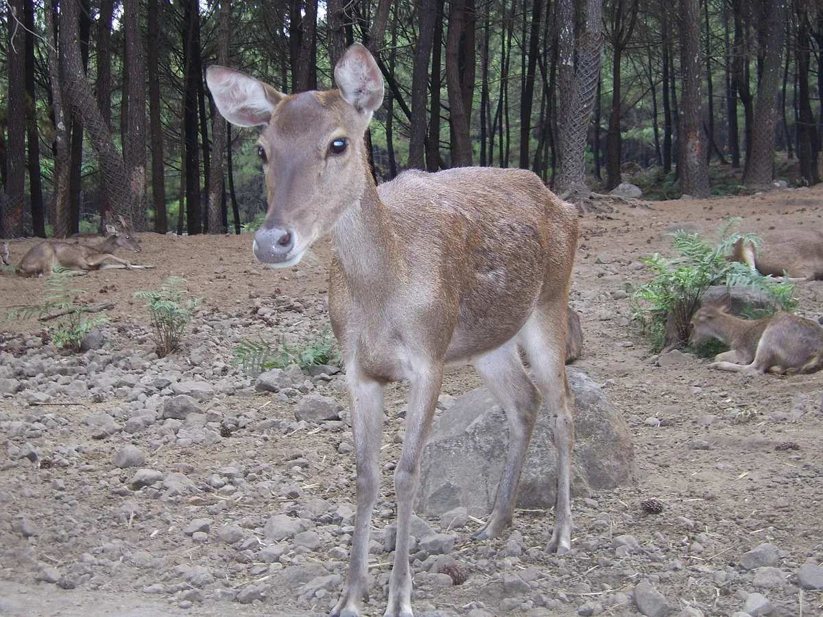 Taman Safari Indonesia 2