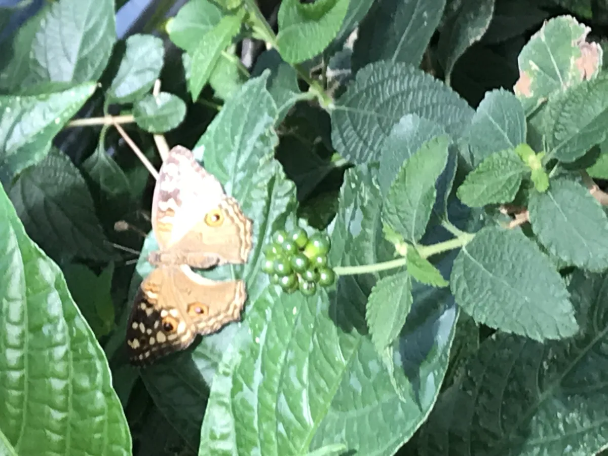 Butterfly Pavilion