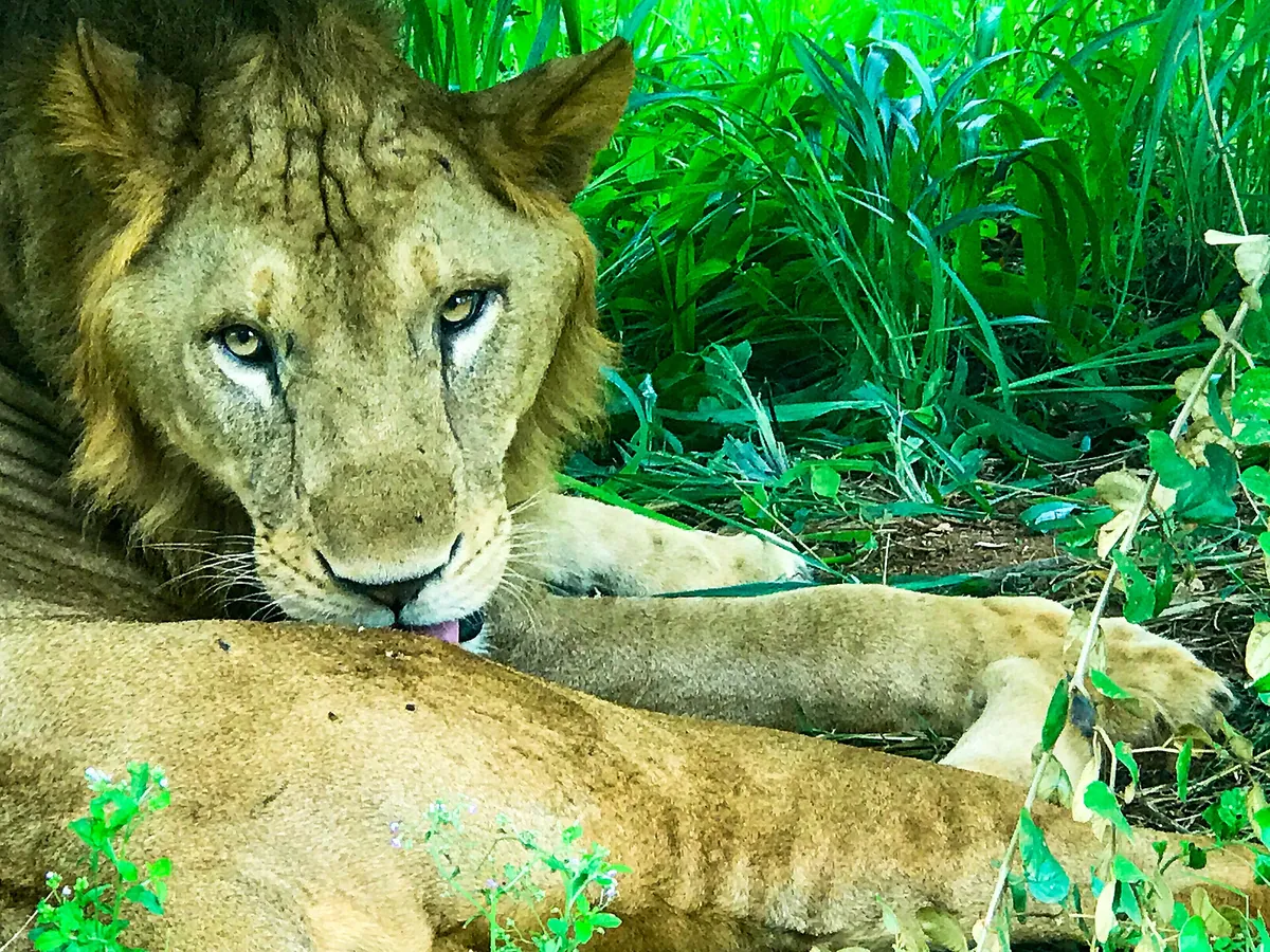 Ridiyagama Safari Park