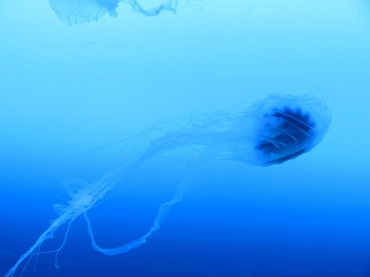 Aquarium of Veracruz