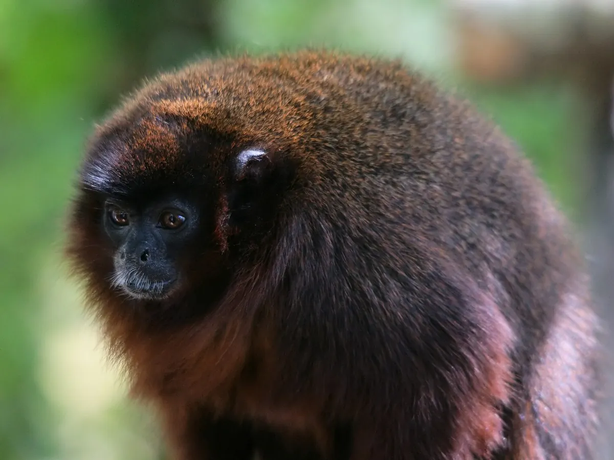 La Vallée des Singes