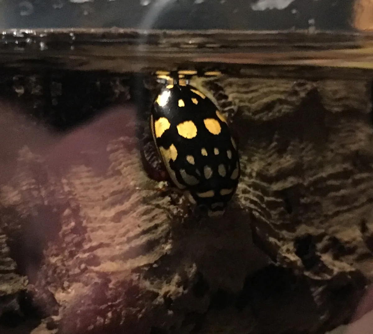 Audubon Aquarium & Insectarium