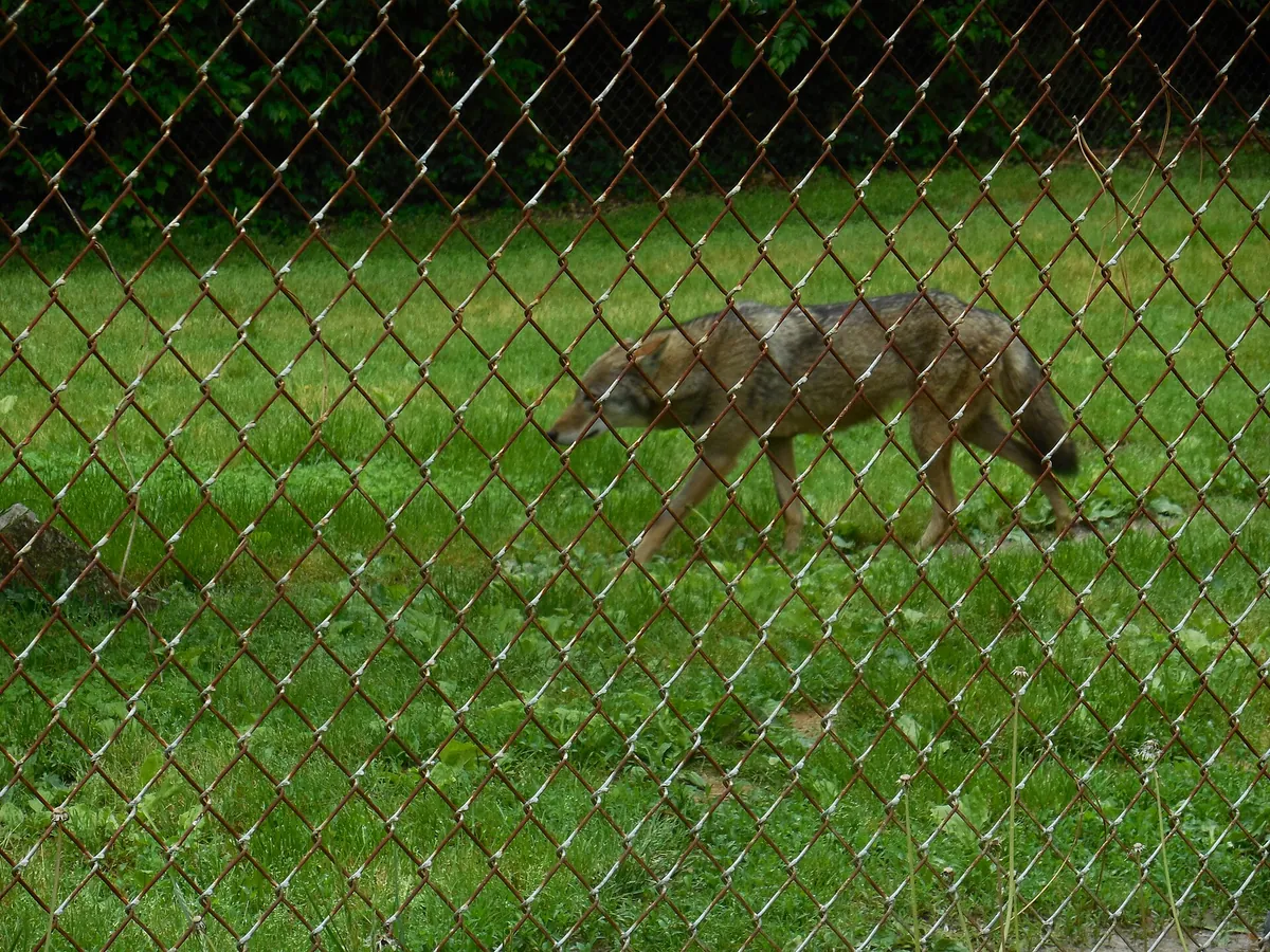 Henson Robinson Zoo