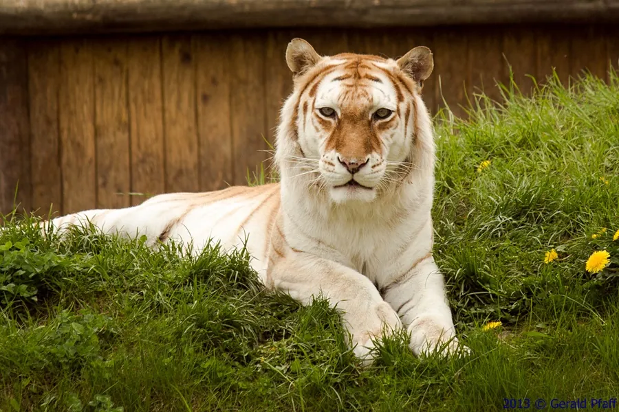 Tigerpark Dassow