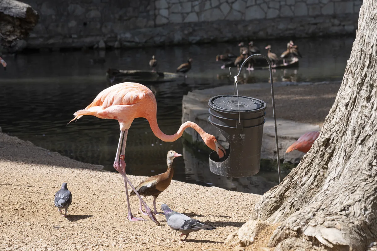 San Antonio Zoological Gardens & Aquarium