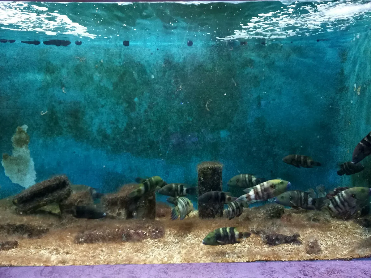 Alexandria Aquarium