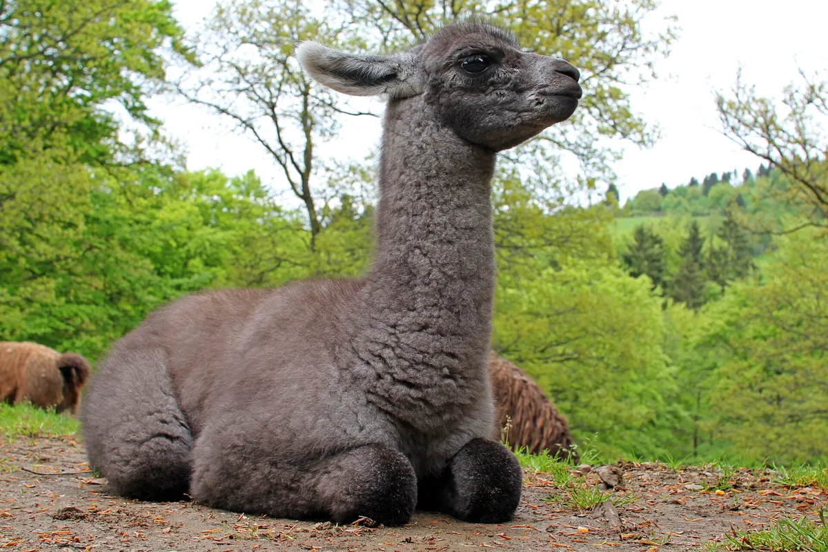 Wildpark Daun