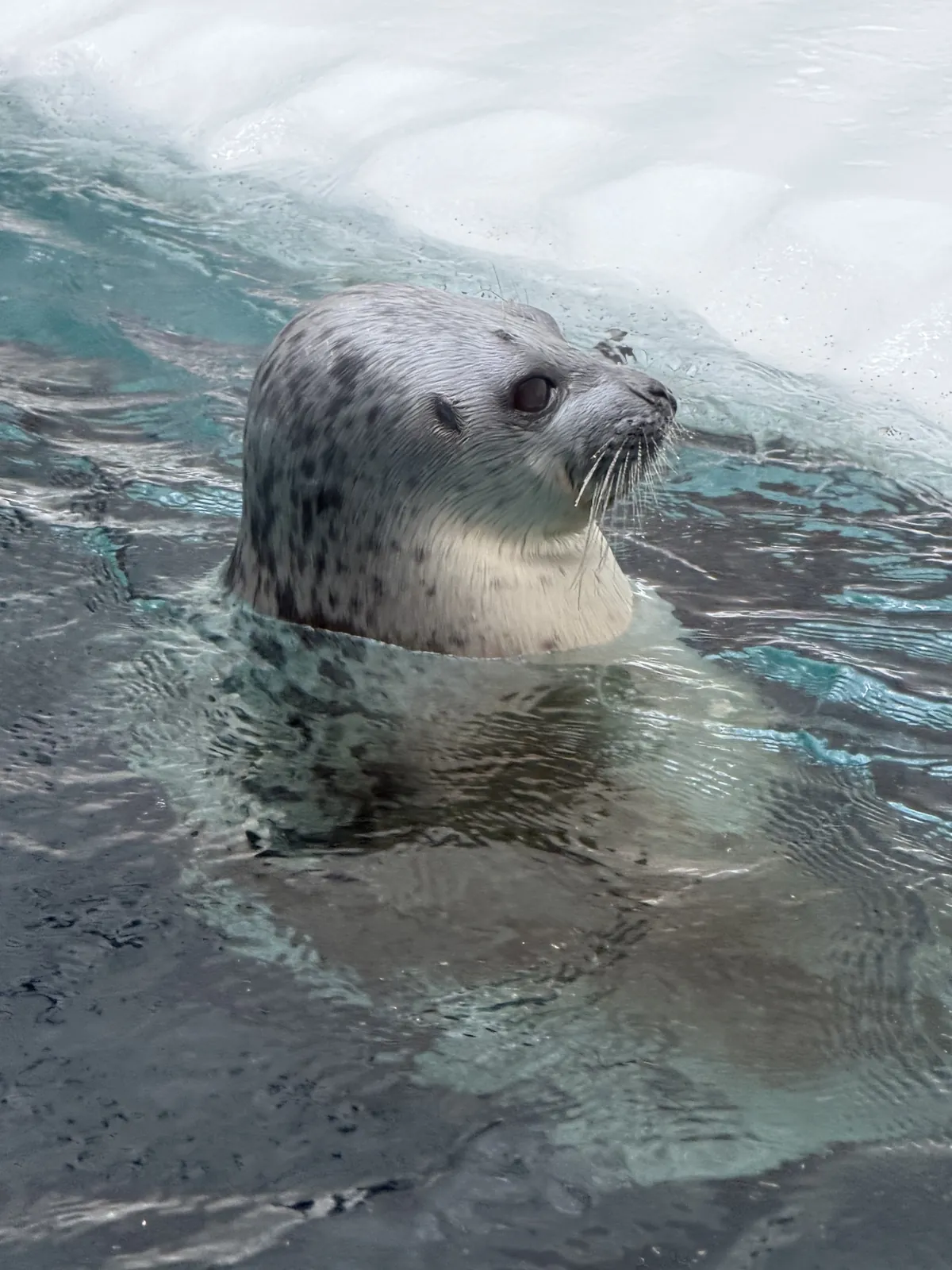 Osaka Aquarium Kaiyukan