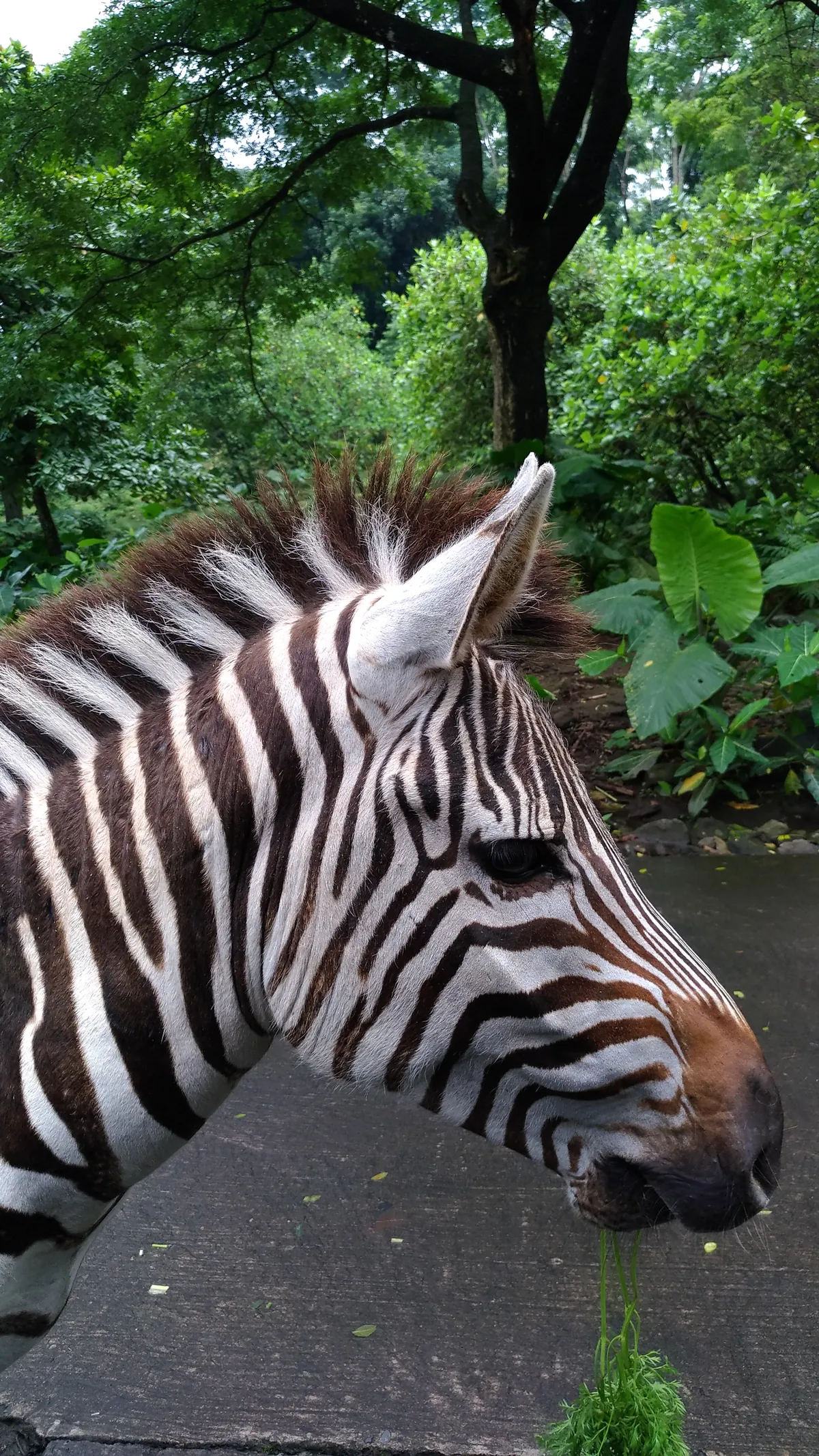 Taman Safari Indonesia 2