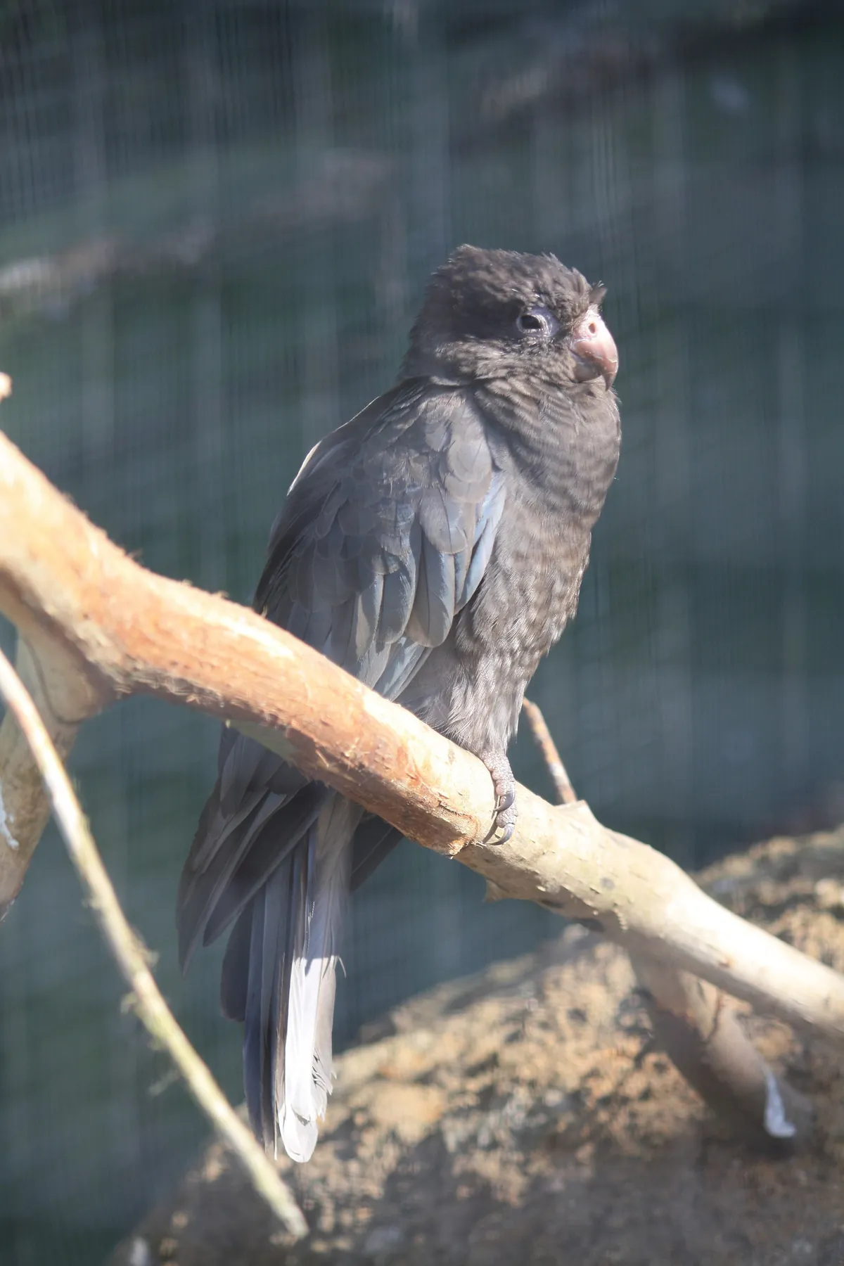 Beale Wildlife Park