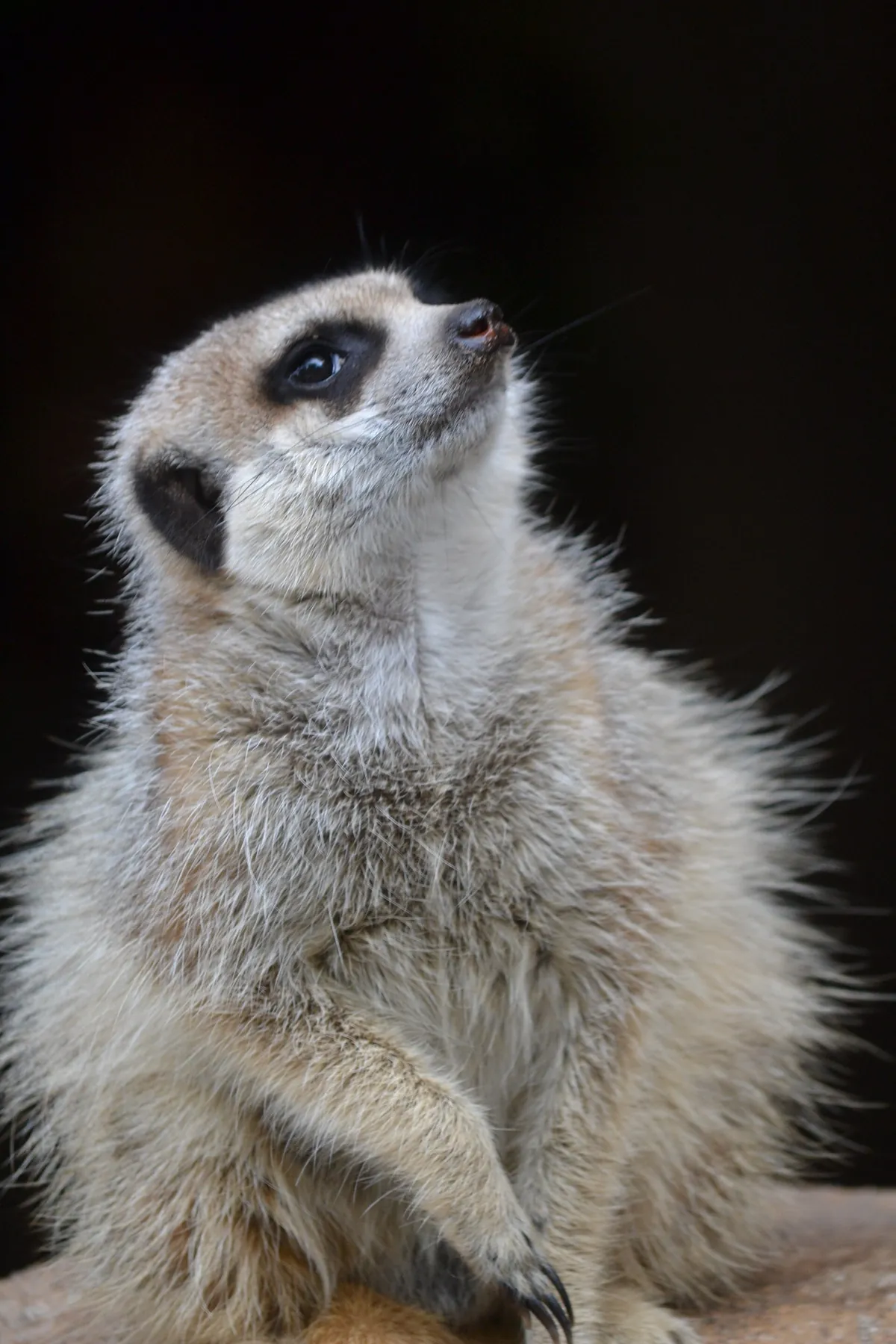 Mogo Wildlife Park