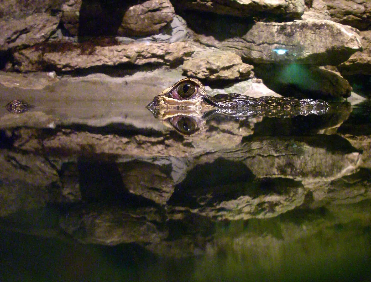 Reptilia