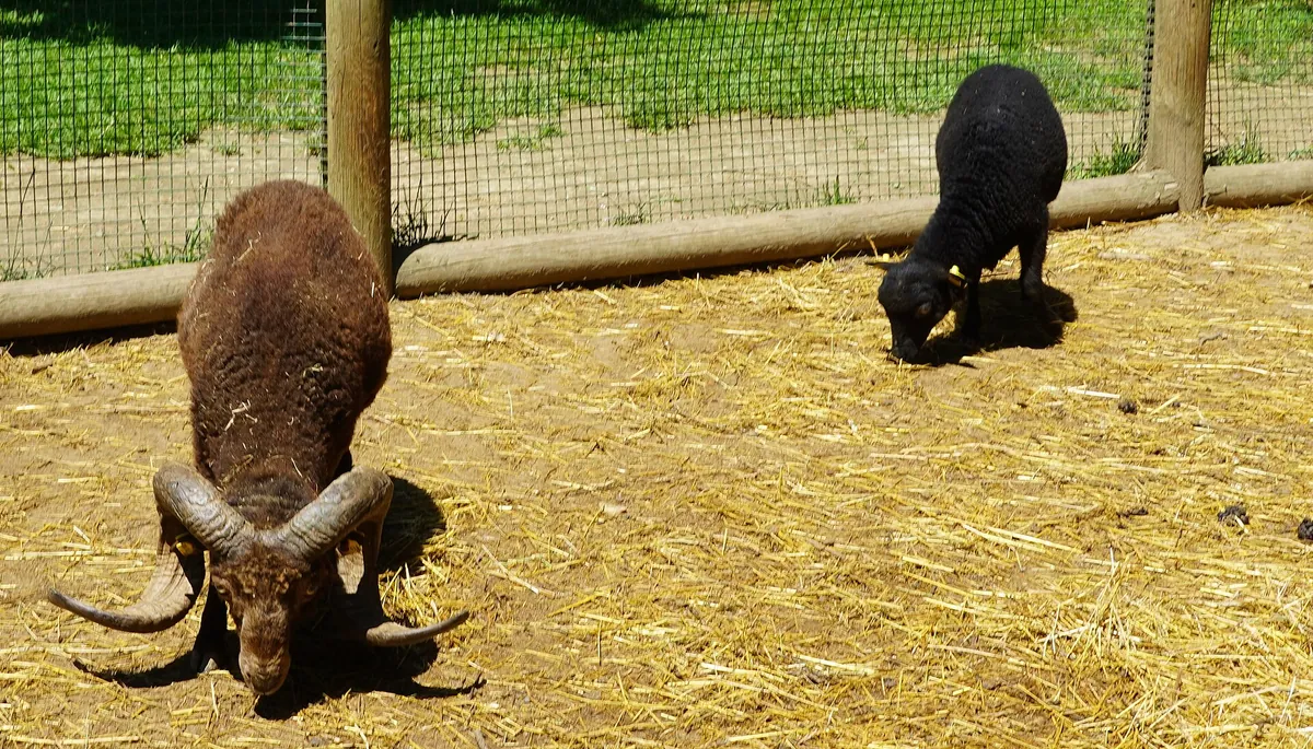 Tierpark Rosegg