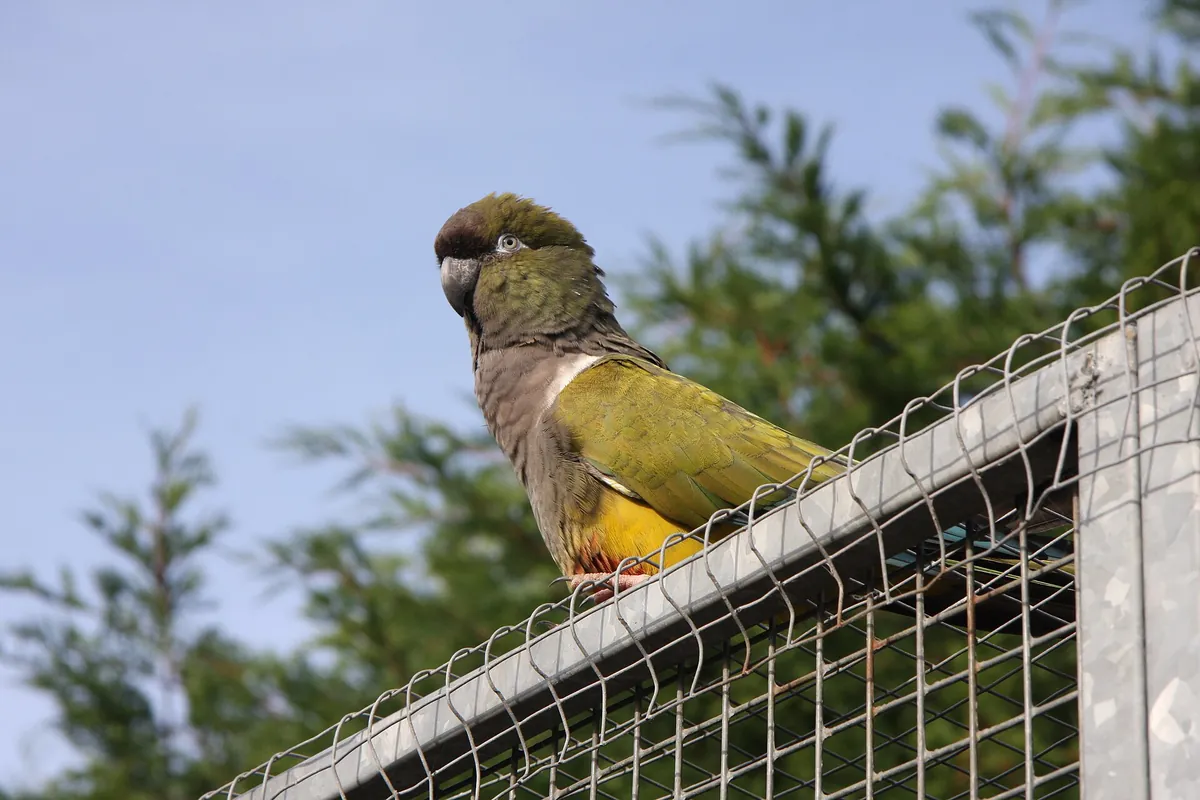 Lincolnshire Wildlife Park