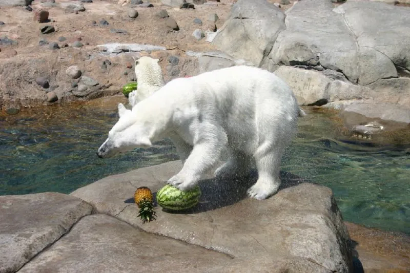 Lake Superior Zoo