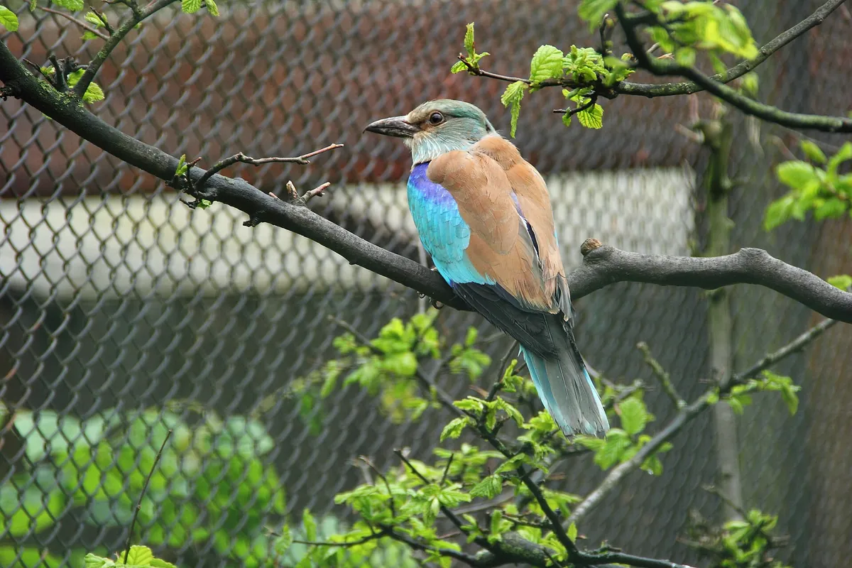Zoo Hluboká