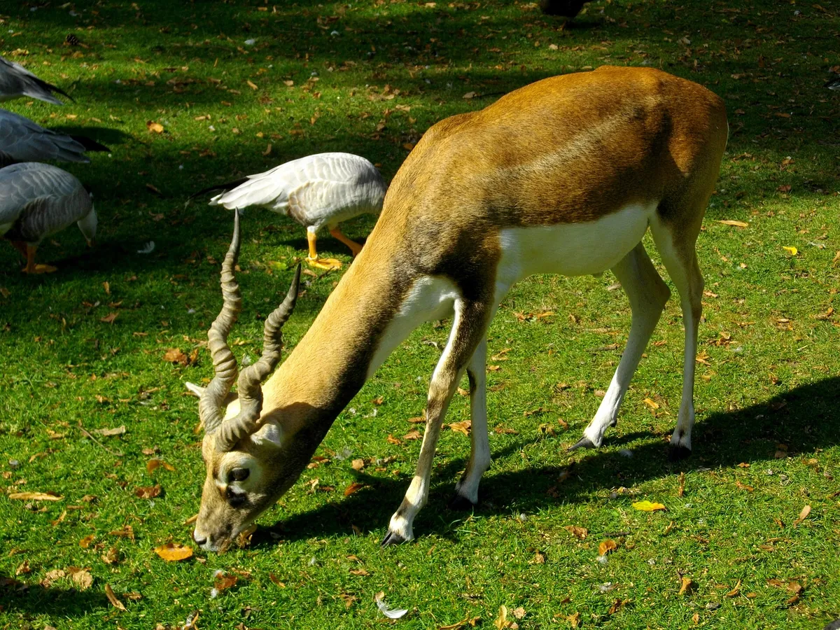 Cleres Zoological Park