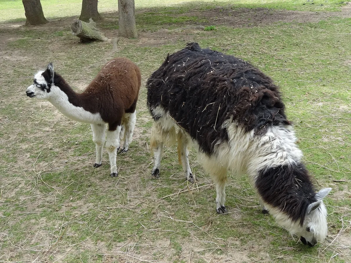 Tierpark Klosterwald