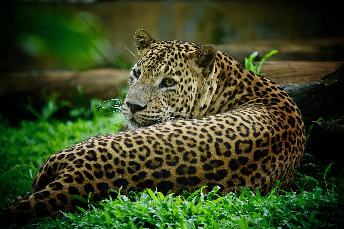 Pinnawala Open Zoo