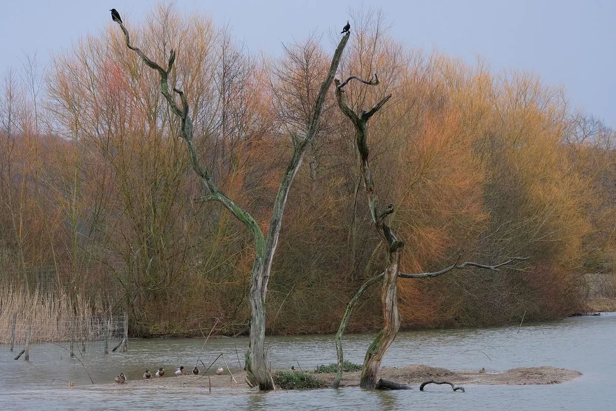 Parc animalier de Sainte-Croix