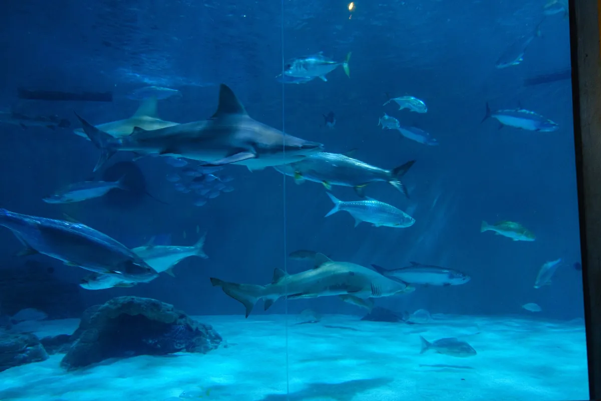 Aquarium of the Americas