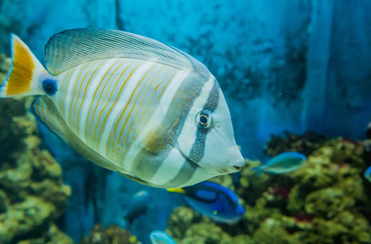 Aquarium Pula