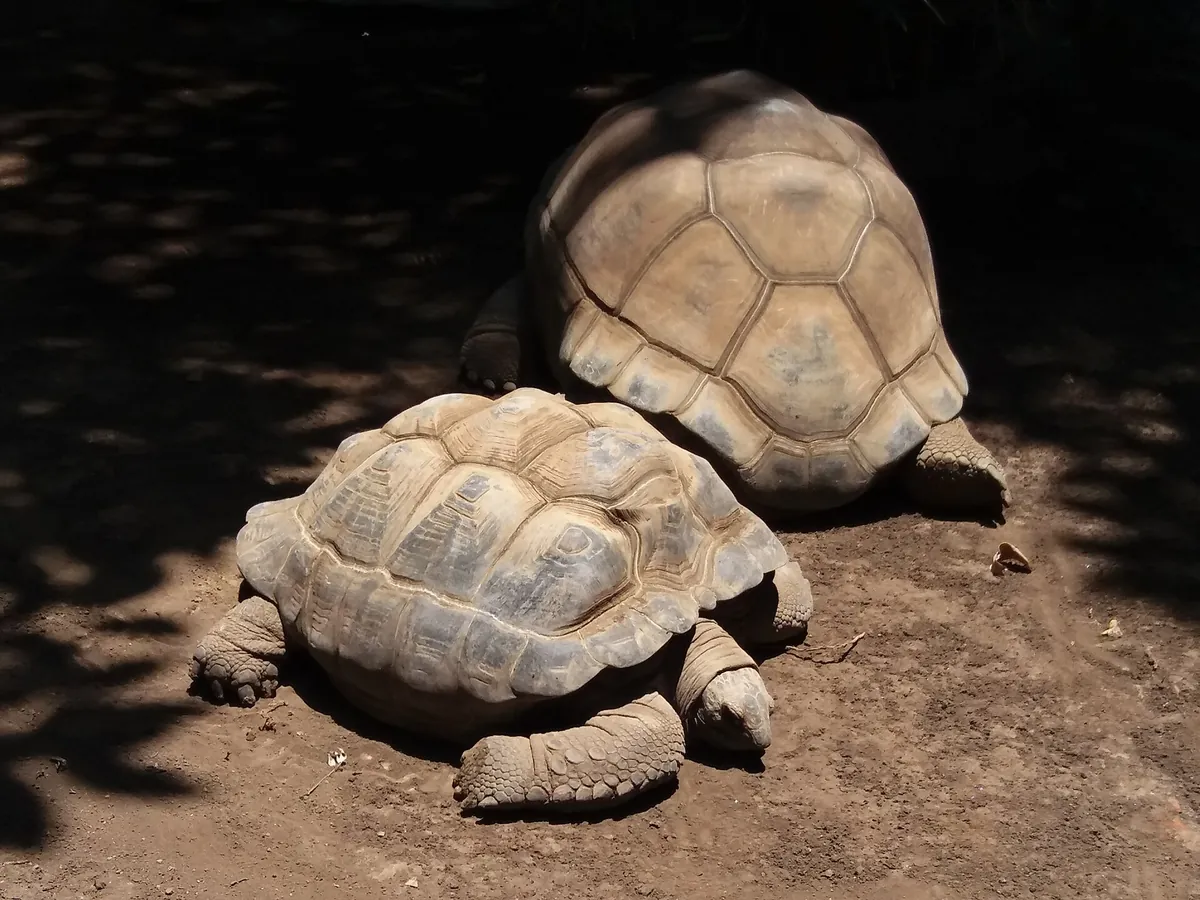 Batu Secret Zoo