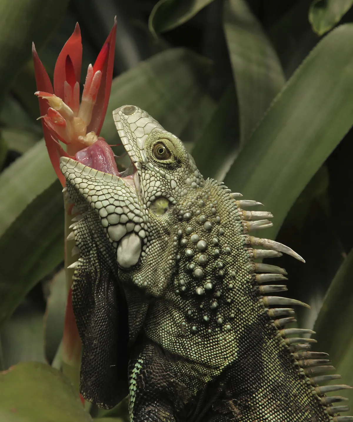 Exotic Animal World