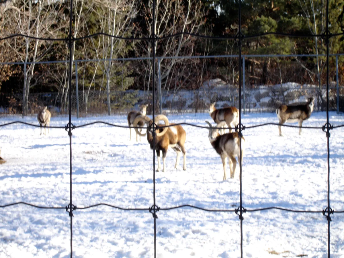 Forestry Farm Park and Zoo