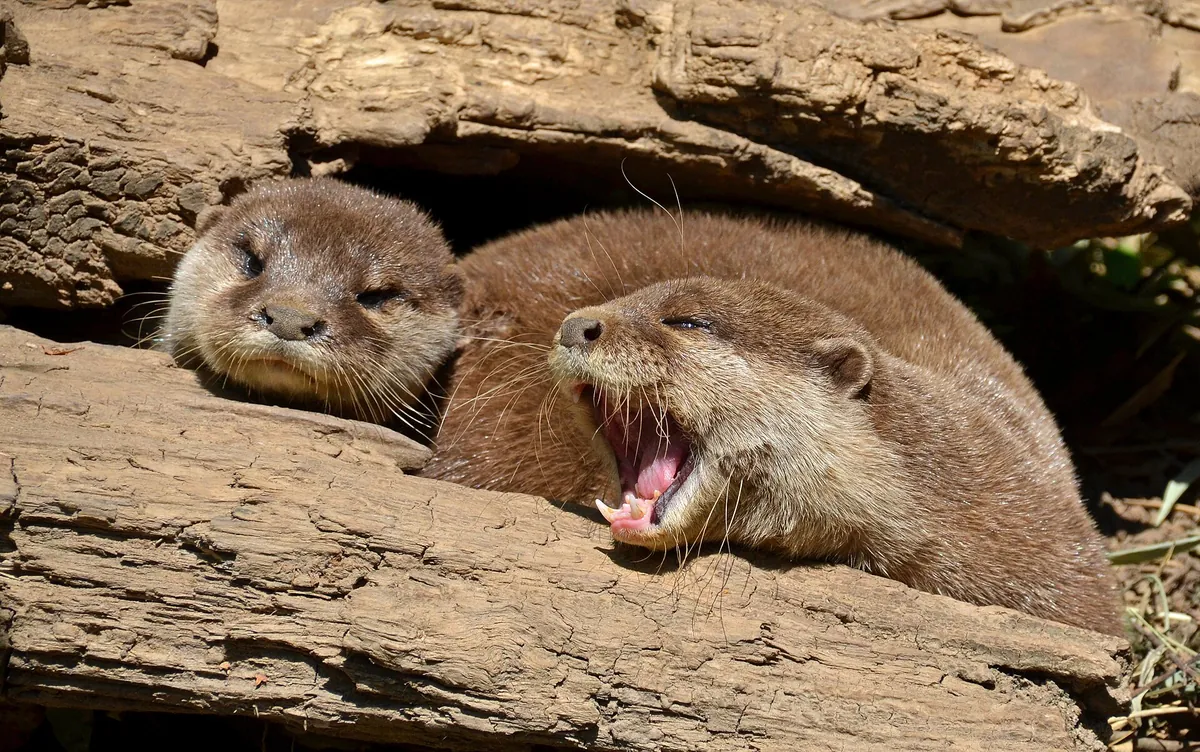 Touroparc Zoo