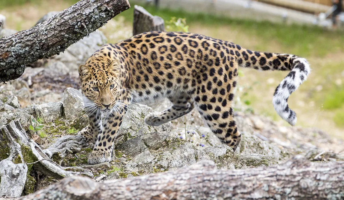 Parc animalier d'Auvergne