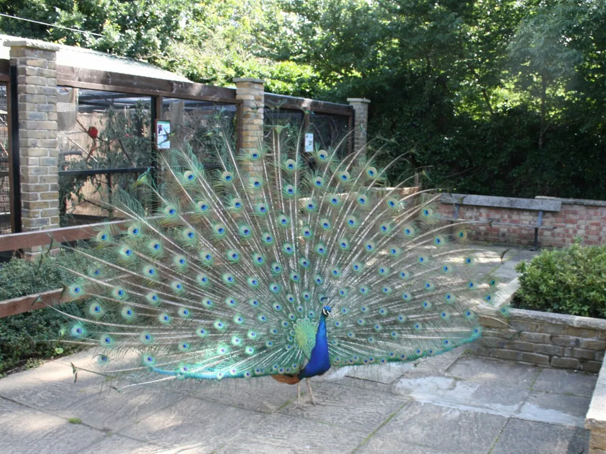 Hanwell Zoo