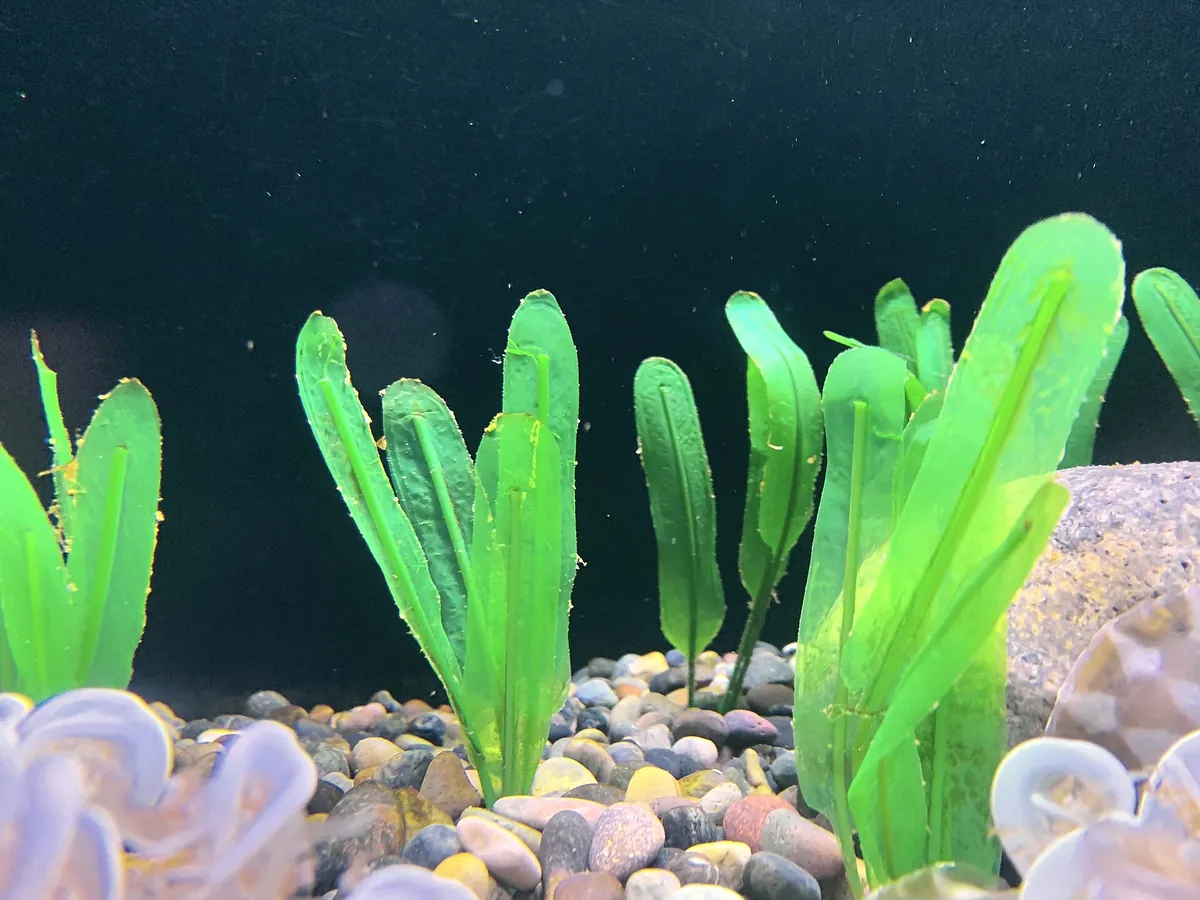 Aquarium of the Bay