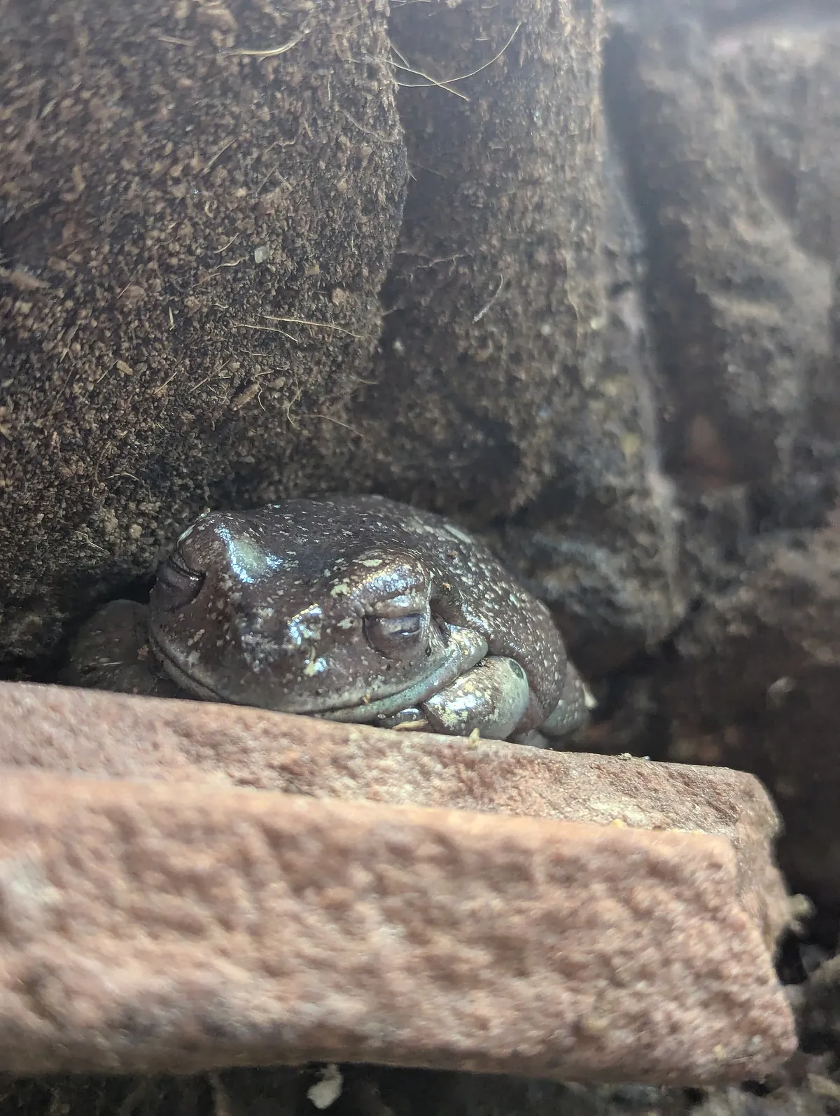 Kansas City Zoo