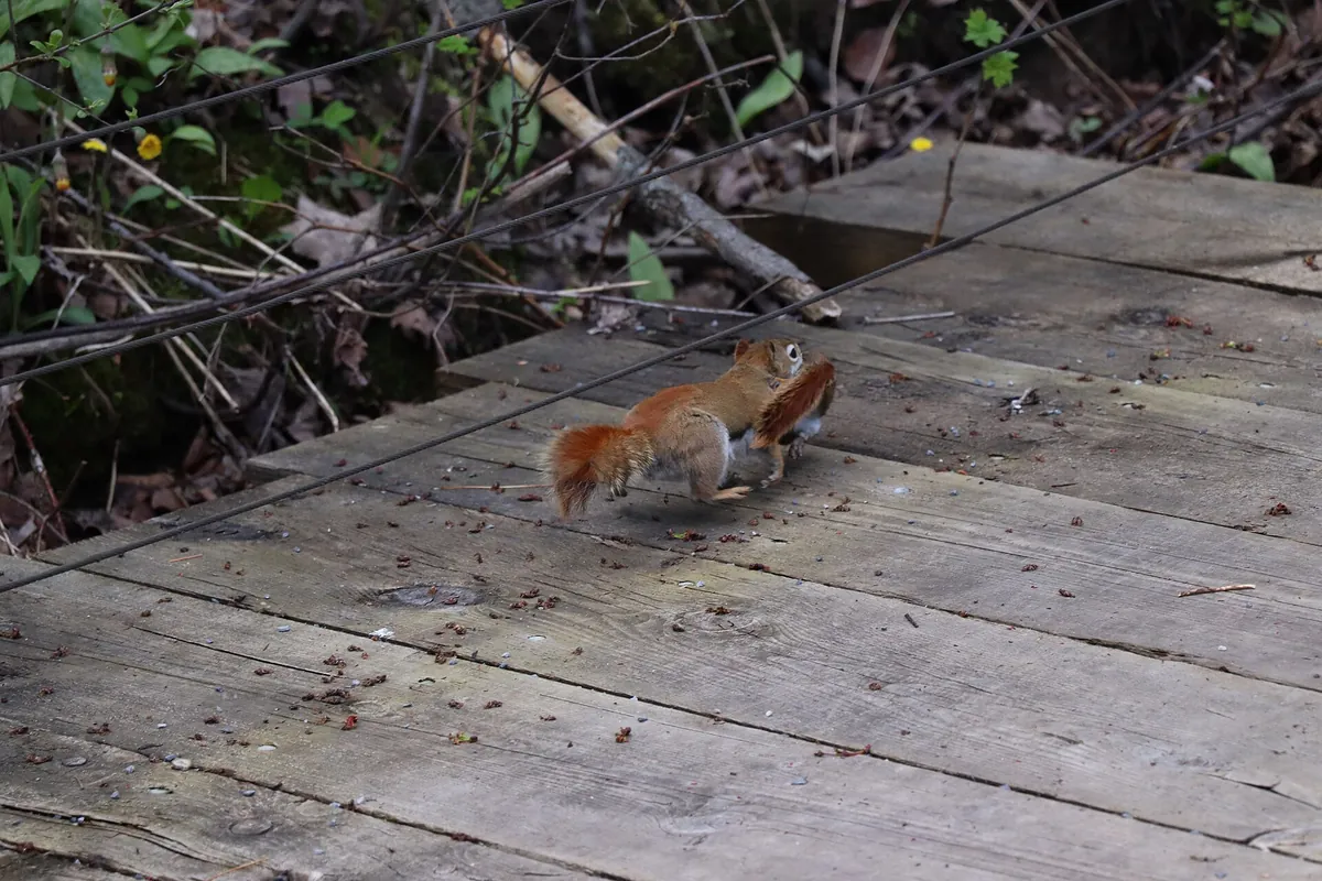 Zoo Ecomuseum