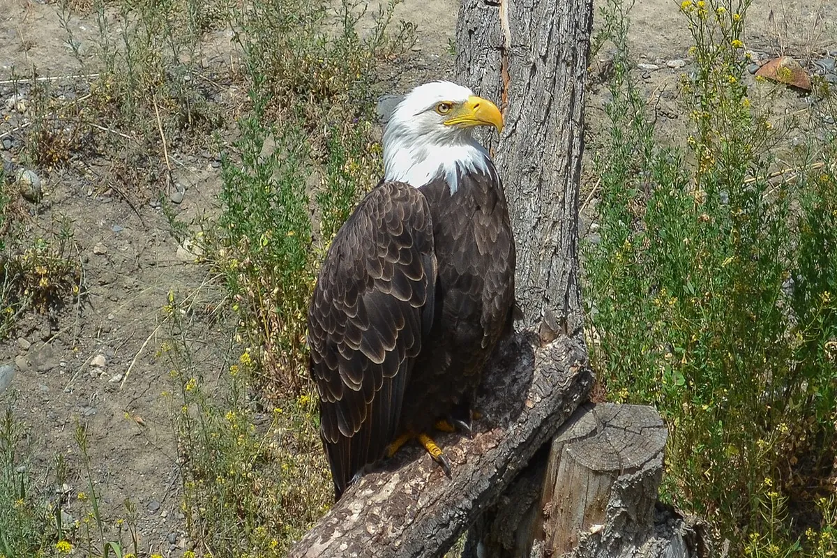 BC Wildlife Park