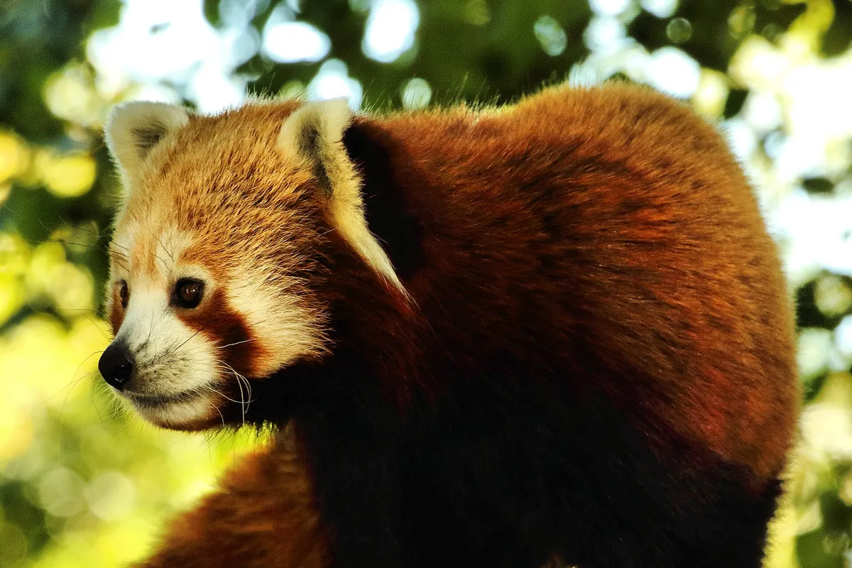Banham Zoological Gardens