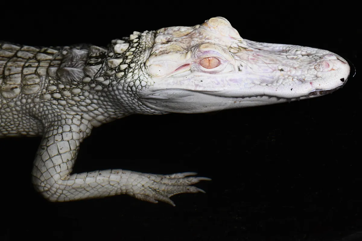 St. Augustine Alligator Farm