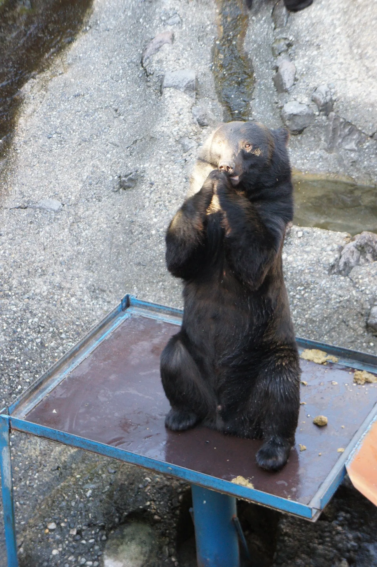 Okuhida Bear Park