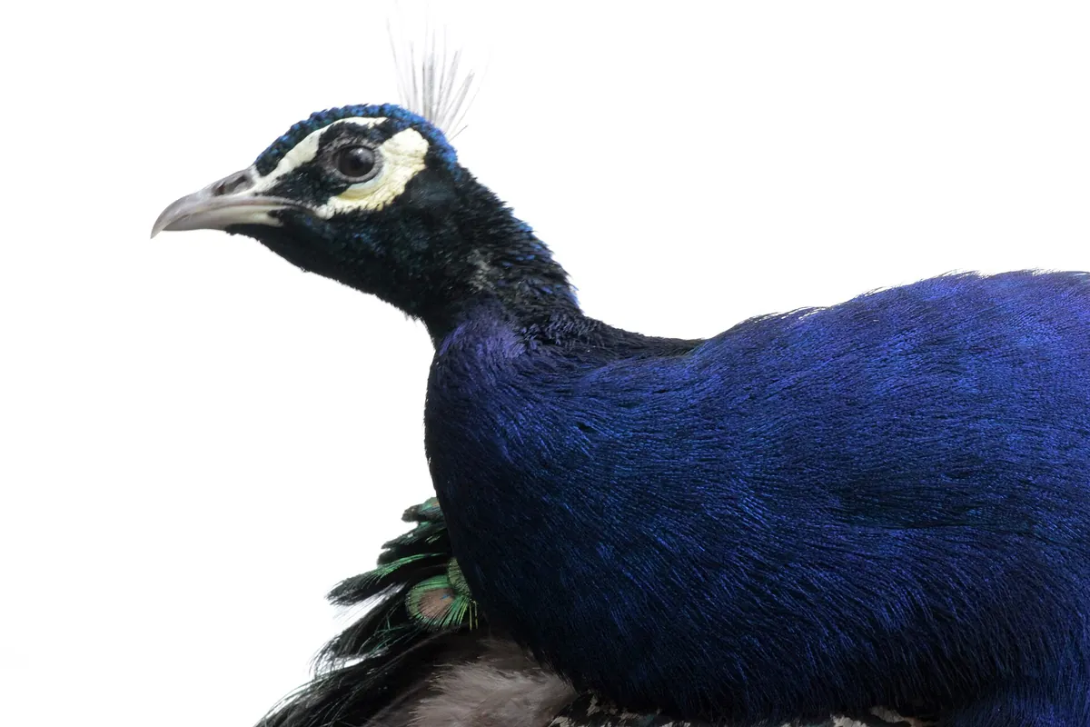 Cheyenne Mountain Zoological Park