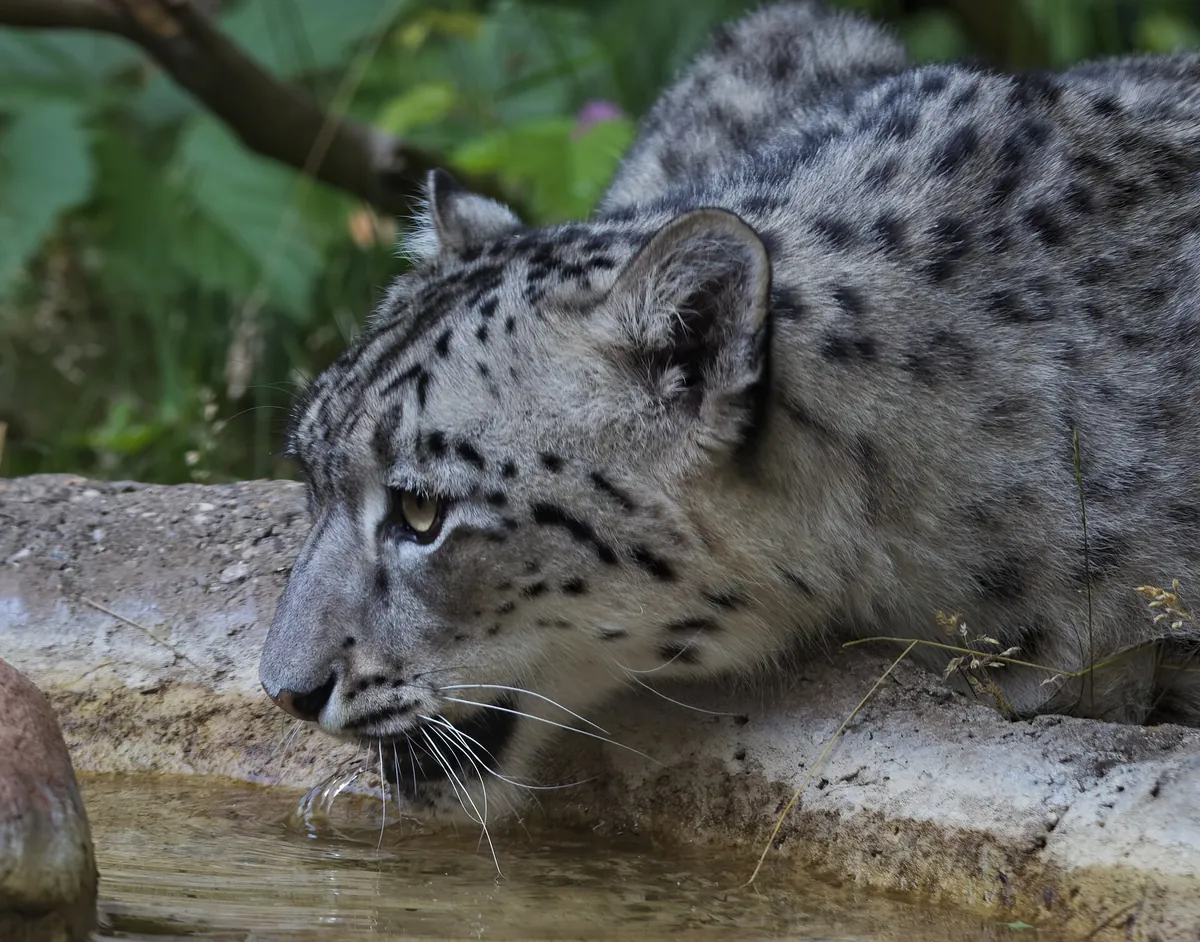 Binder Park Zoo
