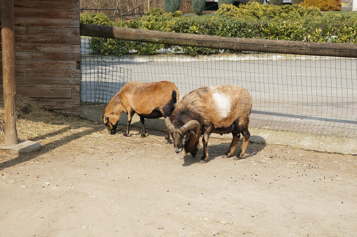 Pombia Safari Park