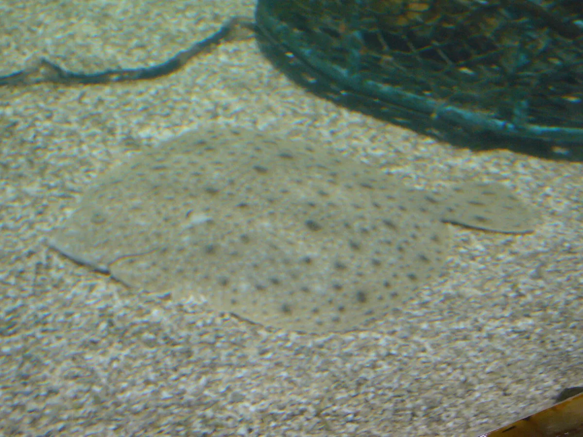 Sylt Aquarium