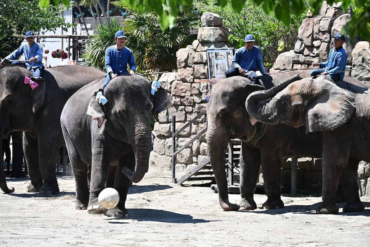 Ichihara Elephant Kingdom