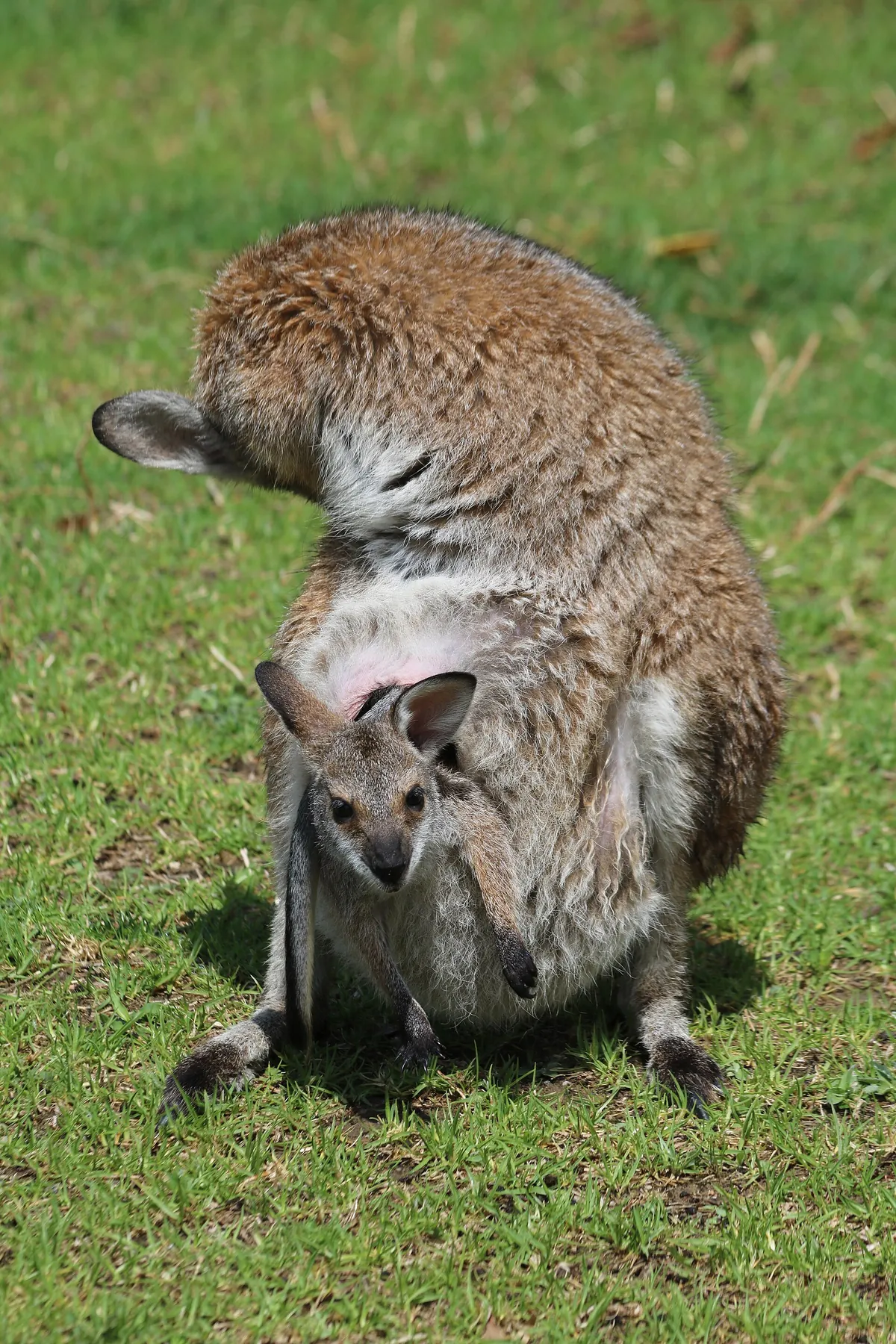 Symbio Wildlife Park